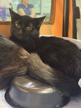 Cinnamon Gum -  Domestic Short Hair Cat for Adoption in Memphis, Tennessee - Cinnamon Gum | PetCurious