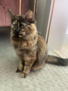 Domestic Long Hair Cats Available for Adoption - Lyra | PetCurious