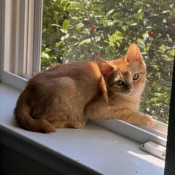 Domestic Short Hair Cats Available for Adoption in Houston, Texas - Wasabi (Bonded To Sir Lewis Hamilton) | PetCurious