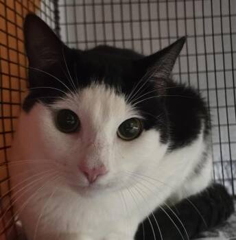 Domestic Short Hair Cats Available for Adoption in Fort Lauderdale, Florida - JASON | PetCurious