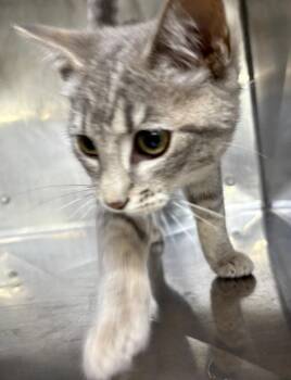 Doc McStuffins -  Domestic Short Hair Cat for Adoption in Murray, Kentucky - Doc McStuffins | PetCurious