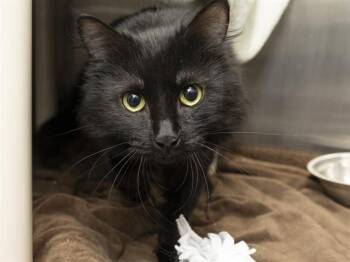 Domestic Short Hair Cats Available for Adoption in Phoenix, Arizona - MIDNIGHT | PetCurious