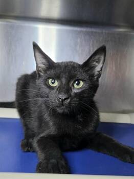 ZIM -  Domestic Short Hair Cat for Adoption in Westminster, Maryland - ZIM | PetCurious