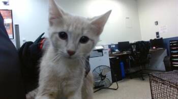 RIVER -  Domestic Short Hair Cat for Adoption in Doral, Florida - RIVER | PetCurious