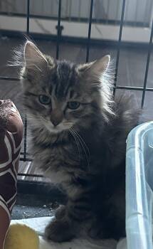 Quixel -  Domestic Medium Hair Cat for Adoption in Colorado Springs, Colorado - Quixel | PetCurious