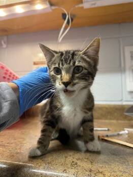 Domestic Short Hair Cats Available for Adoption in Tallahassee, Florida - CARL | PetCurious