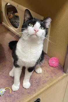 Houdini -  Domestic Short Hair Cat Available for Adoption in Hammond, Indiana - Houdini | PetCurious