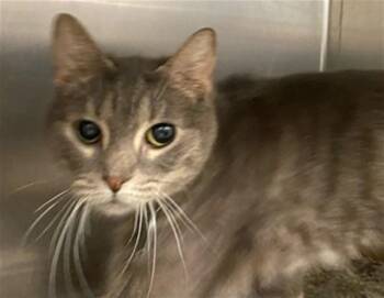 Domestic Short Hair Cats Available for Adoption in St. Louis, Missouri - SUGAR | PetCurious