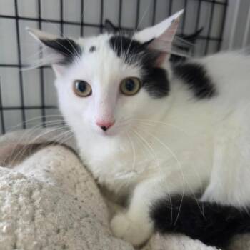 Bianca -  Domestic Medium Hair Cat for Adoption in Trenton, New Jersey - Bianca | PetCurious