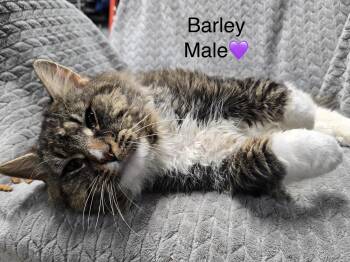 Barley -  Domestic Long Hair Cat Available for Adoption in Calais, Maine - Barley | PetCurious