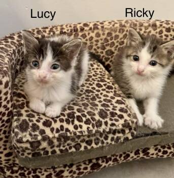 Ricky and Lucy (bonded pair) -  Tuxedo and Domestic Short Hair Cat for Adoption in Myrtle Beach, South Carolina - Ricky And Lucy (bonded Pair) | PetCurious