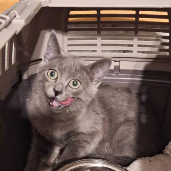 Stormy -  Domestic Short Hair Cat for Adoption in Grantsville, Utah - Stormy | PetCurious