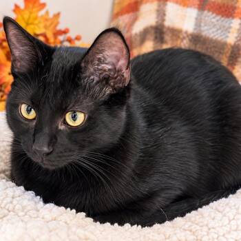 Onyx -  Domestic Short Hair and Bombay Cat for Adoption in Liverpool, Texas - Onyx | PetCurious