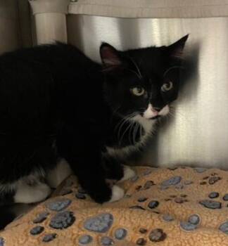 Goya -  Domestic Short Hair Cat for Adoption in Vancouver, Washington - Goya | PetCurious