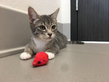 Rescue Domestic Short Hair Cats for Adoption in Greenville, Texas - Wendy | PetCurious