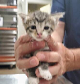 CANELA -  Domestic Short Hair Cat for Adoption in Aurora, Illinois - CANELA | PetCurious