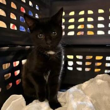 Princess Anne -  Domestic Short Hair Cat for Adoption in Lynchburg, Virginia - Princess Anne | PetCurious