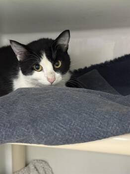 Domestic Short Hair Cats Available for Adoption in Boston, Massachusetts - PEPPY | PetCurious