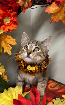 Rescue Domestic Short Hair Cats for Adoption in Picayune, Mississippi - Glitter | PetCurious