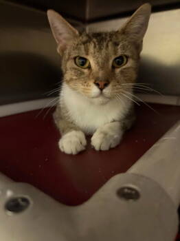 Rescue Tabby Cats for Adoption in Lovingston, Virginia - Cappuccino | PetCurious