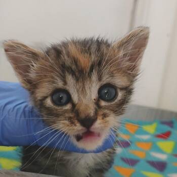 Domestic Short Hair Cats Available for Adoption in Kanab, Utah - BBQ | PetCurious