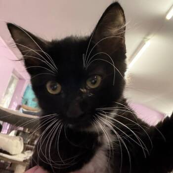 9 to 5 -  Domestic Medium Hair Cat for Adoption in Boerne, Texas - 9 To 5 | PetCurious