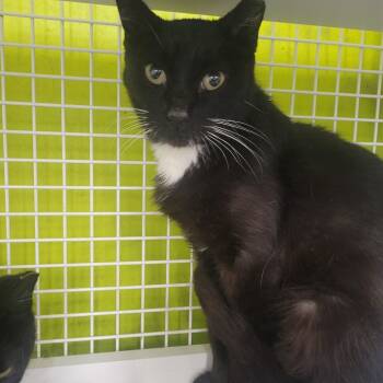 Rescue Domestic Short Hair Cats for Adoption in Rochester, Minnesota - Robetta | PetCurious