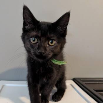 Reggie -  Domestic Short Hair Cat for Adoption in Portage, Michigan - Reggie | PetCurious