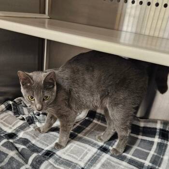 Domestic Short Hair Cats Available for Adoption - SCFL-Stray-65691 | PetCurious