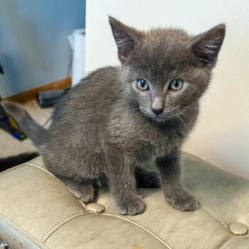 Slade -  Domestic Short Hair Cat for Adoption in Des Moines, Iowa - Slade | PetCurious