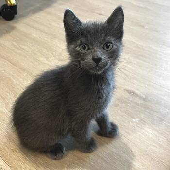 Russian Blue Cats Available for Adoption in Austin, Texas - Prospero 2 | PetCurious