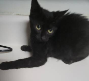 Mystical -  Domestic Short Hair Cat for Adoption in Dyersburg, Tennessee - Mystical | PetCurious