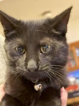 Tiger Lily (BC) -  American Shorthair Cat for Adoption in Schertz, Texas - Tiger Lily (BC) | PetCurious