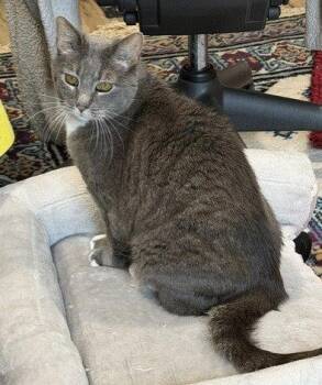 Domestic Short Hair Cats Available for Adoption in Lenexa, Kansas - Crissy | PetCurious
