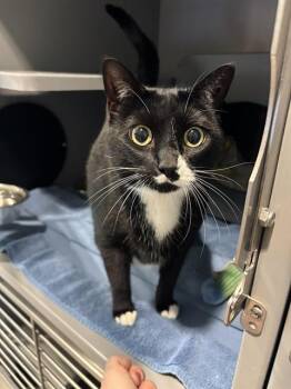 SPORK -  Domestic Short Hair Cat for Adoption in Leesburg, Virginia - SPORK | PetCurious