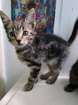 Ollie -  Domestic Medium Hair Cat for Adoption in Virginia Beach, Virginia - Ollie | PetCurious