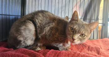 Ellie -  Domestic Short Hair Cat for Adoption in Clayton, New Jersey - Ellie | PetCurious