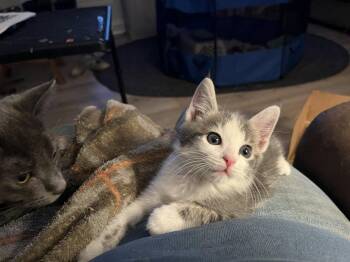 Domestic Medium Hair Cats Available for Adoption in Versailles, Kentucky - Isaac | PetCurious