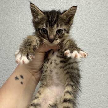 Lexus -  Domestic Medium Hair Cat for Adoption in Waco, Texas - Lexus | PetCurious