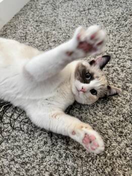 Siamese Cats Available for Adoption - Sugar | PetCurious