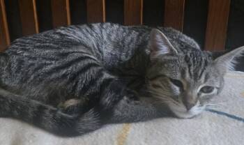 Bebe -  Domestic Short Hair Cat for Adoption in Buhl, Idaho - Bebe | PetCurious