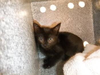 CHELLEY -  Domestic Short Hair Cat for Adoption in San Jose, California - CHELLEY | PetCurious