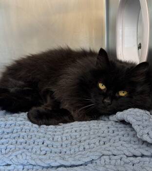 Domestic Long Hair Cats Available for Adoption in Mississauga, Ontario - Tasha | PetCurious