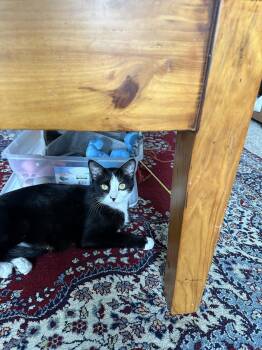 Domestic Short Hair Cats Available for Adoption - Luna | PetCurious