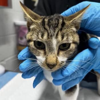Marvin -  Domestic Short Hair Cat for Adoption in Summerville, South Carolina - Marvin | PetCurious