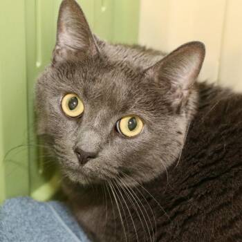 Myael -  Domestic Short Hair Cat for Adoption in Allentown, Pennsylvania - Myael | PetCurious
