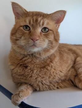 Domestic Short Hair Cats Available for Adoption in Divide, Colorado - Chester | PetCurious