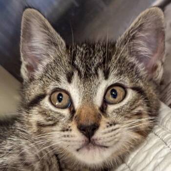 Domestic Short Hair Cats Available for Adoption in Kennebunk, Maine - Bounce | PetCurious