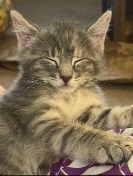 Heidi -  Domestic Short Hair Cat for Adoption in Clayton, New Jersey - Heidi | PetCurious