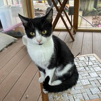 Domestic Short Hair Cats Available for Adoption in Carmel, Indiana - McKenzie | PetCurious